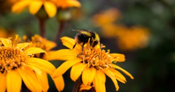 Bio für die Bienen
